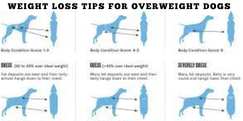Weight Loss Tips for Overweight Dogs