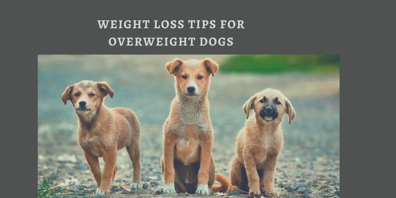 Weight Loss Tips for Overweight Dogs