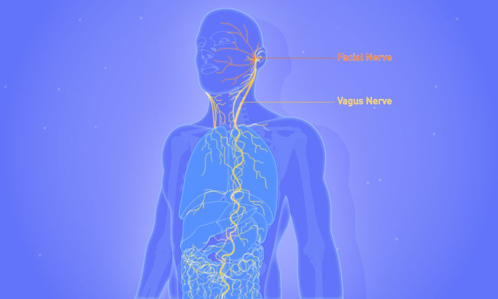 The Vagus Nerve – Why It's So Mysterious and Fascinating